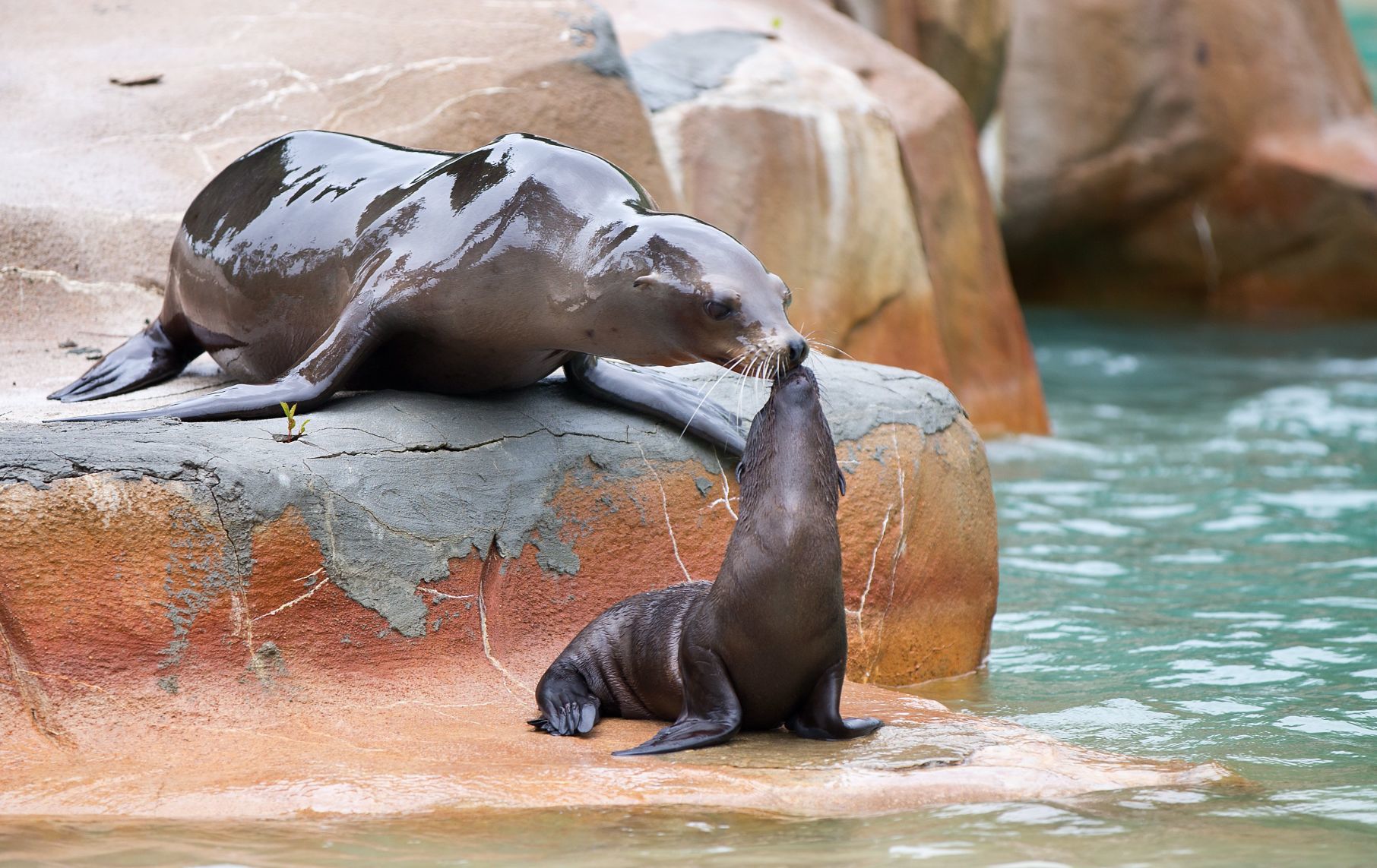 20180525_new_zooanimals049